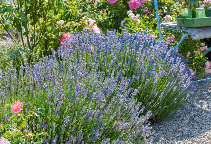 Lavendel im Beet mit Duftrosen
