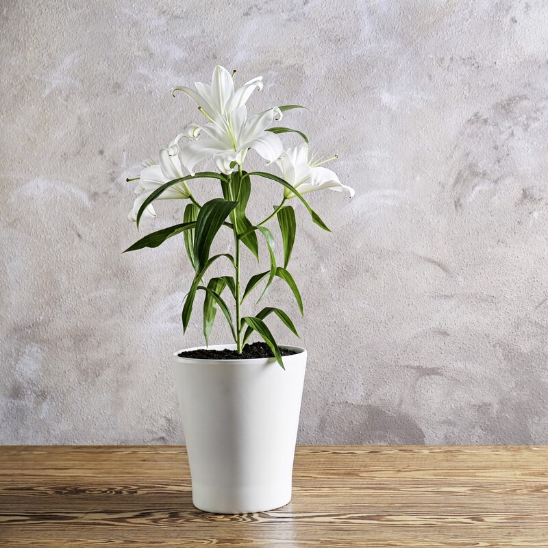 Weiße Lilien im Topf