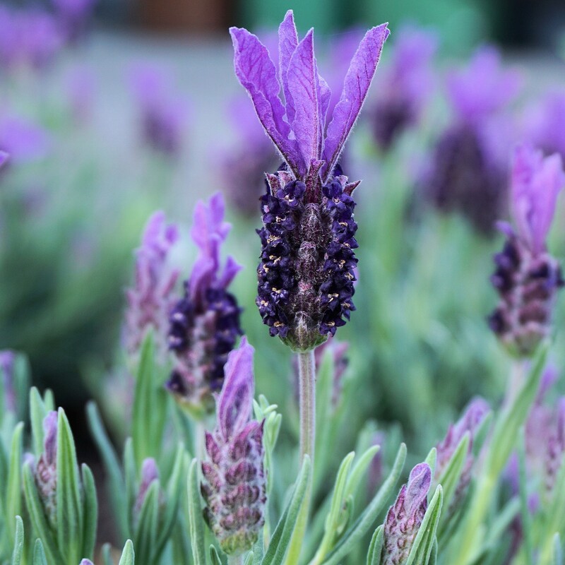 Lavendel