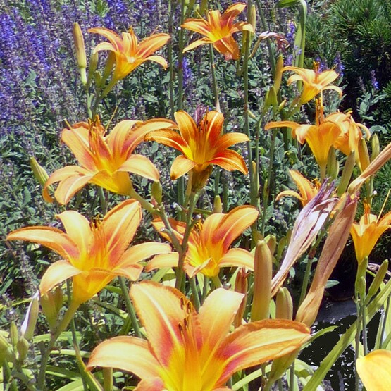 Orangefarbene Lilien und Ziersalbei