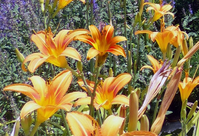 Orangefarbene Lilien und Ziersalbei