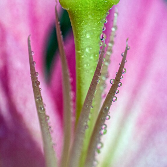 Lilienblüte mit Tau