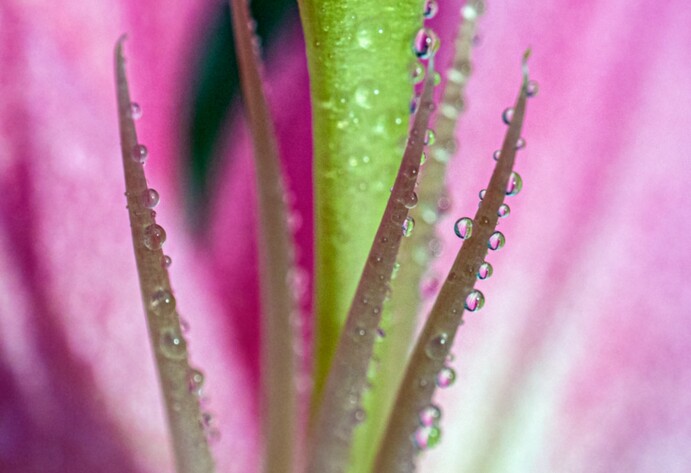 Lilienblüte mit Tau
