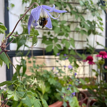 Biene in Blume auf Mini-Balkon