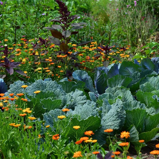 Ringelblumen im Gemüsebeet