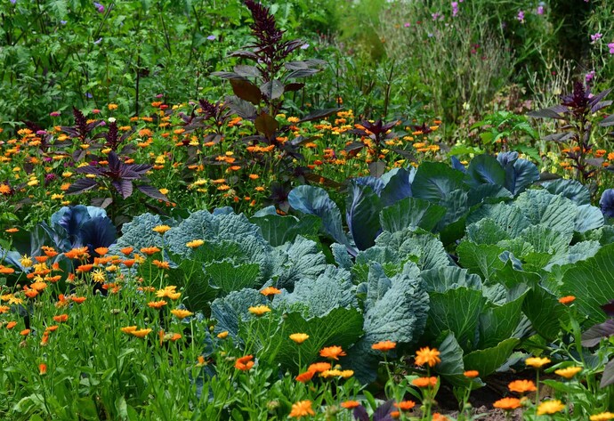 Ringelblumen im Gemüsebeet
