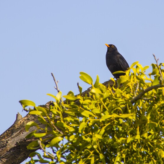 Vögel helfen bei der Verbreitung der Misteln