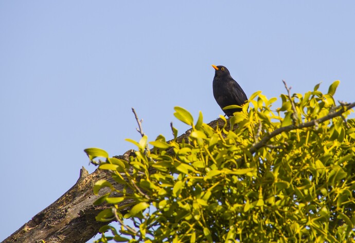 Vögel helfen bei der Verbreitung der Misteln