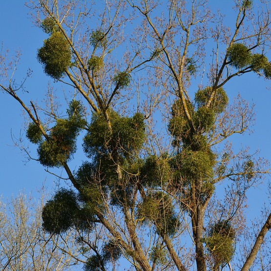 Misteln am Baum