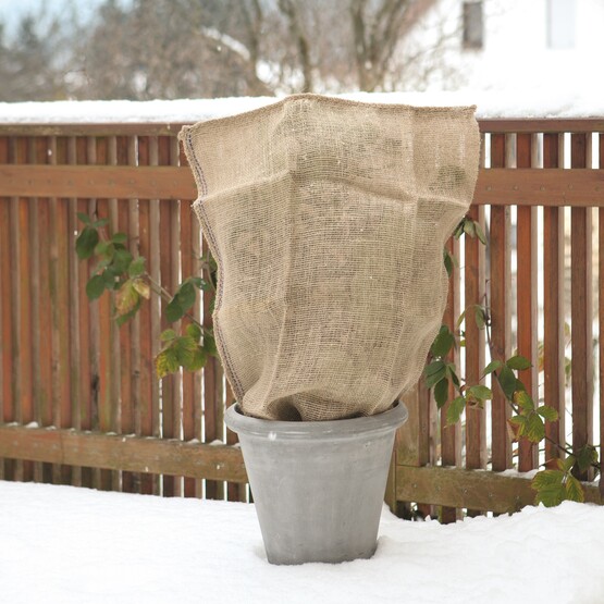 Pflanze abgedeckt mit Winterschutzvlies
