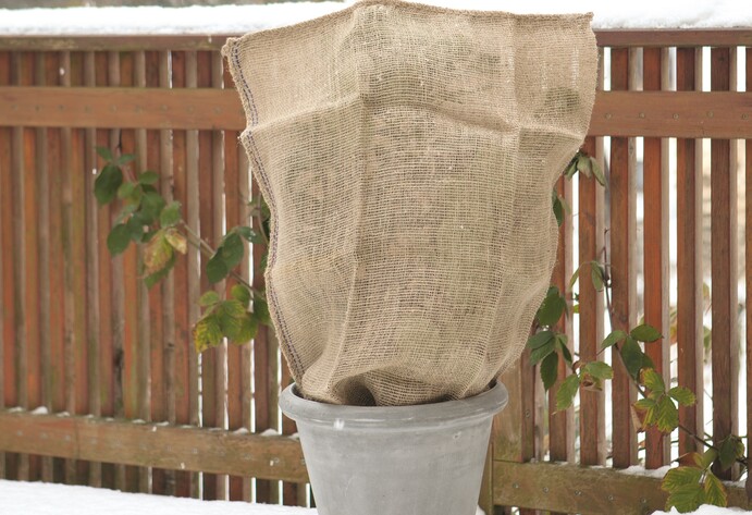 Pflanze abgedeckt mit Winterschutzvlies