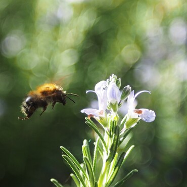 Biene an einer Rosmarinblüte