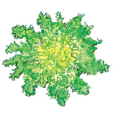 Endivie