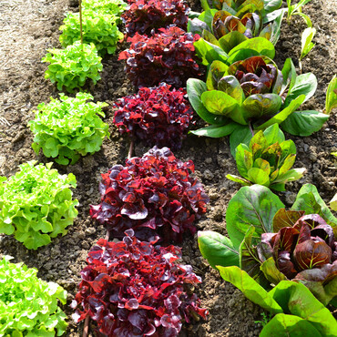 Verschiedene Salate im Beet