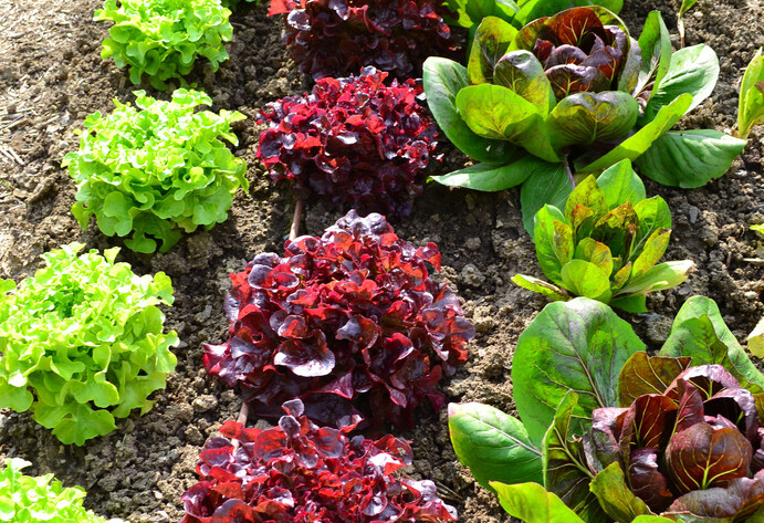 Verschiedene Salate im Beet