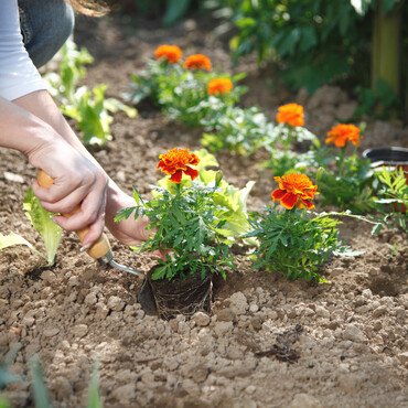 Tagetes pflanzen