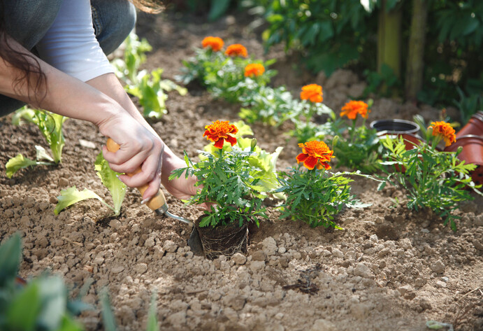 Tagetes pflanzen