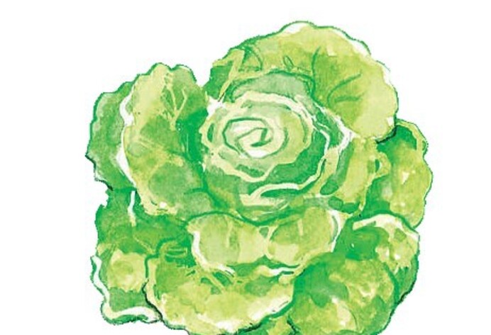 Kopfsalat