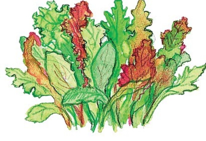 Schnittsalat