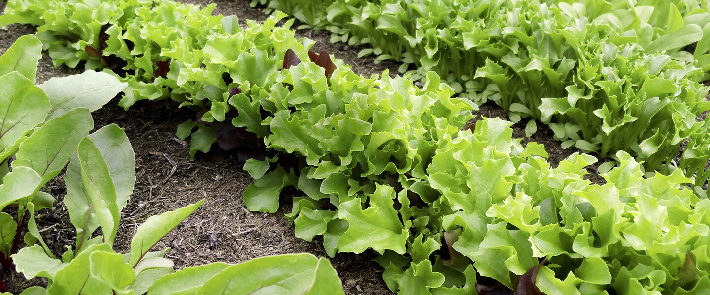 Salat anbauen: Worauf Du achten musst