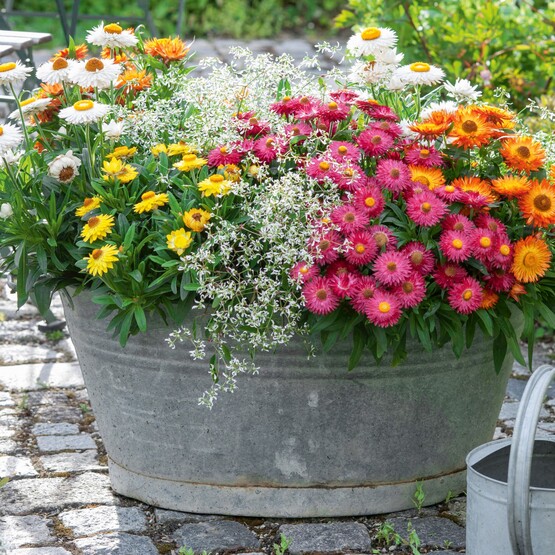 Strohblumen im Kübel