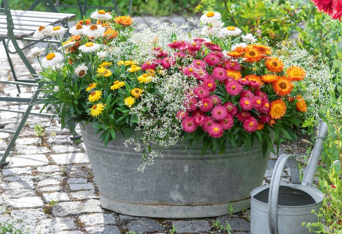 Strohblumen im Kübel