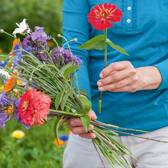 Schnittblumen aus dem Garten: Diese Sorten eignen sich