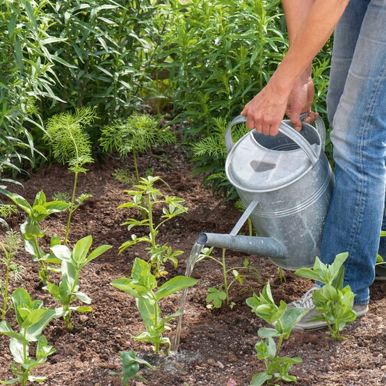 Schnittblumen im Garten pflanzen