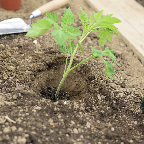 Tomatenpflanze wird eingepflanzt