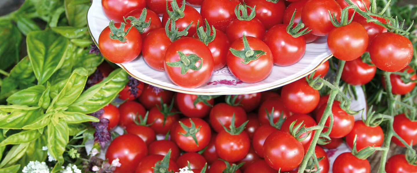 Tomate Philovita
