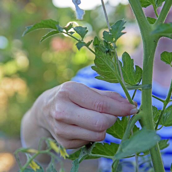 Tomaten ausgeizen