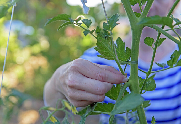 Tomaten ausgeizen