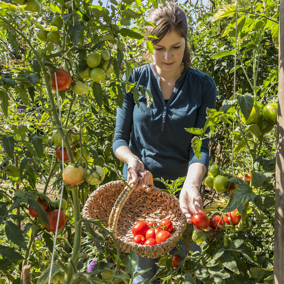 Frau erntet Tomaten