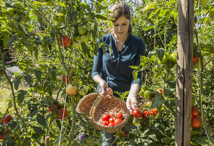 Frau erntet Tomaten