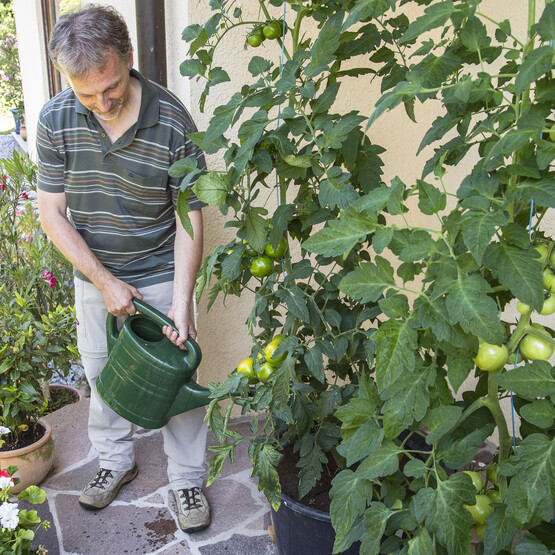 Mann gießt und düngt Tomatenpflanzen