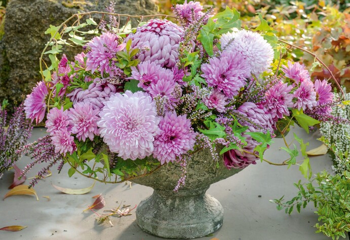 Rosa Gesteck mit Herbst-Chrysanthemen und Heide