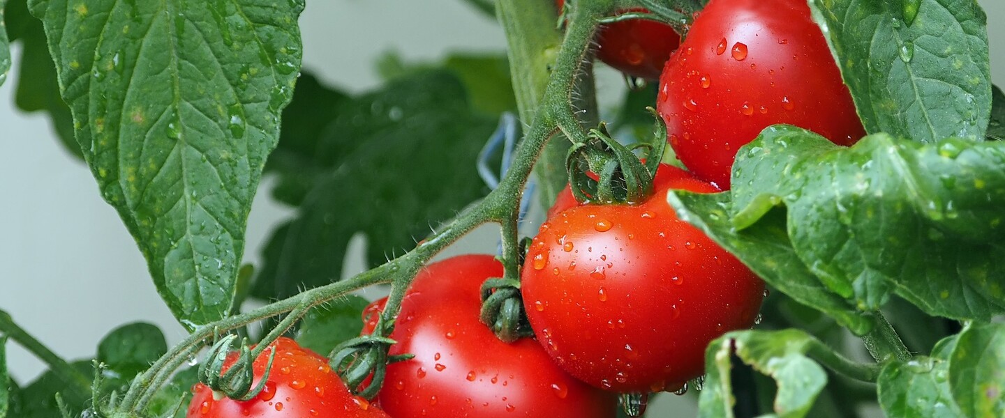 Fünf reife Tomaten hängen an einem Strauch