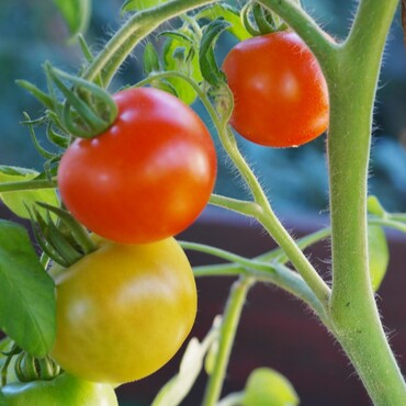 Zwei rote und eine gelbe Tomate hängen an einem Strauch