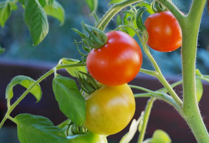 Zwei rote und eine gelbe Tomate hängen an einem Strauch