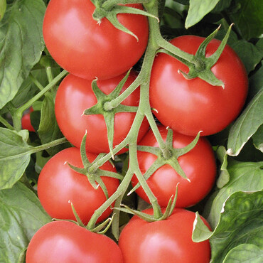 Tomate Phantasia