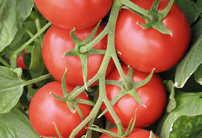 Tomate Phantasia