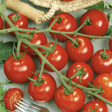 Tomate Picolino