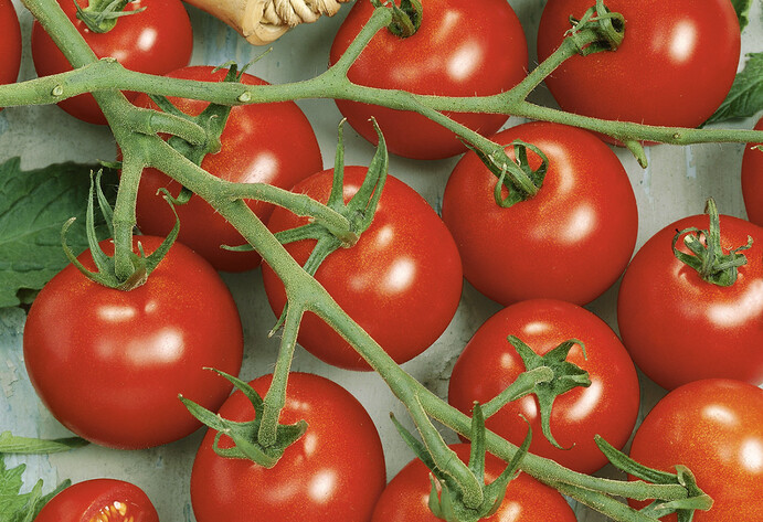 Tomate Picolino