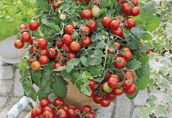 Tomate Vilma