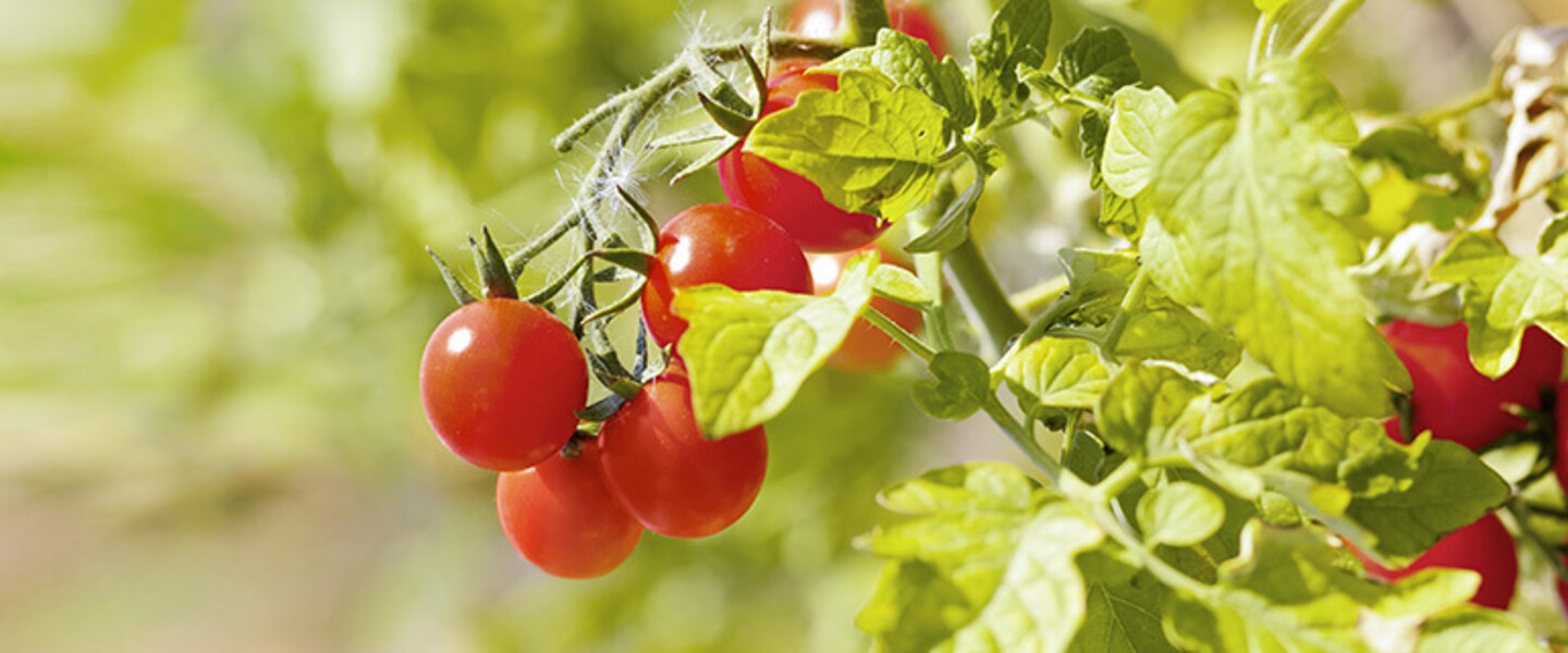 Kirschtomaten am Strauch