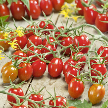 Tomate Delicacy