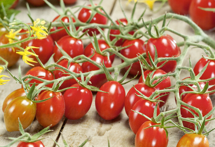 Tomate Delicacy