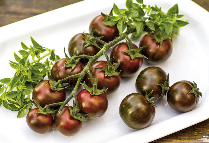 Tomate Tiger