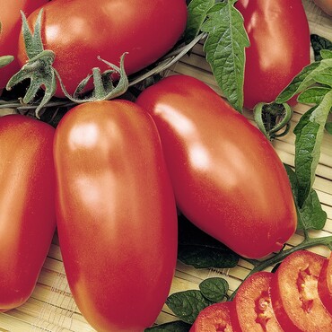 Tomate San Marzano
