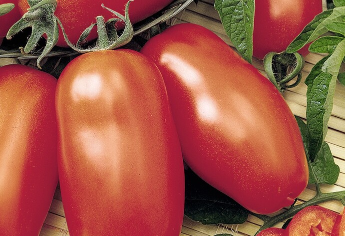 Tomate San Marzano